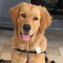 (TUIT) La FEF aprobó pedido de Barcelona SC para saltar a la cancha con su mascota